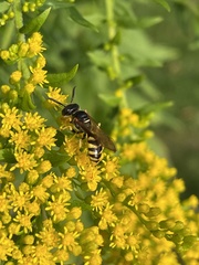 Philanthus triangulum