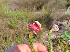 Serruria trilopha