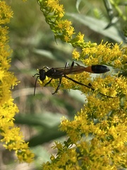 Ammophila