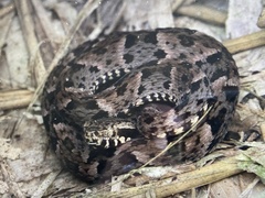 Bothrops atrox