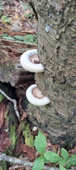 Crepidotus applanatus