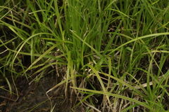 Carex vesicaria