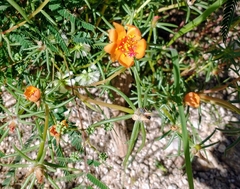 Portulaca suffrutescens