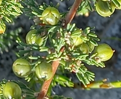 Asparagus rubicundus