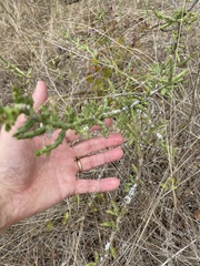 Cylindropuntia leptocaulis