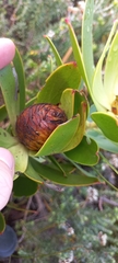 Leucadendron gandogeri