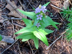 Gentianella amarella acuta
