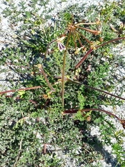 Asparagus rubicundus