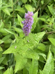 Agastache