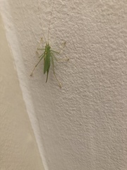 Meconema thalassinum