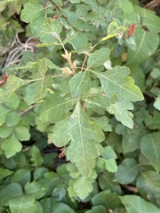 Rhus trilobata