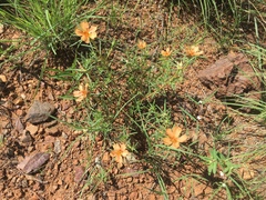 Portulaca suffrutescens