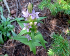 Gentianella amarella acuta