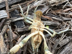 Fallicambarus dissitus
