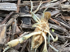 Fallicambarus dissitus