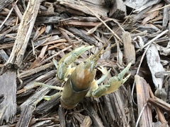 Fallicambarus dissitus