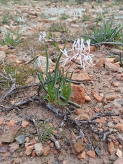 Pelargonium undulatum