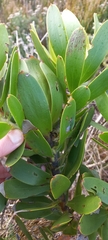 Leucadendron gandogeri