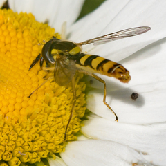 Sphaerophoria philanthus