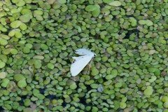 Cataclysta lemnata