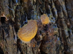 Fuligo septica