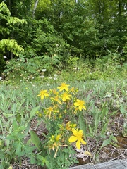 Hypericum perforatum