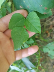 Amphicarpaea bracteata