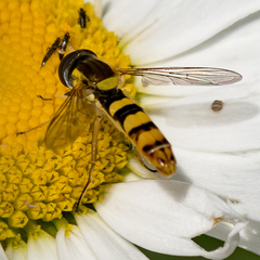 Sphaerophoria philanthus