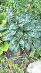 Pulmonaria officinalis