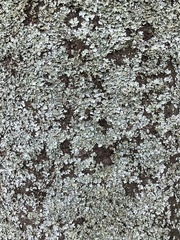 Lecanoromycetes