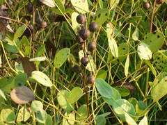 Baptisia sphaerocarpa