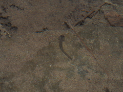 Salamandrina perspicillata