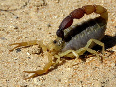 Parabuthus raudus