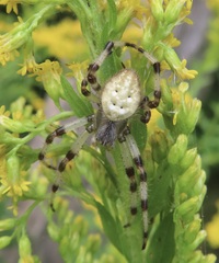 Araneus trifolium