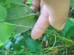 Amphicarpaea bracteata