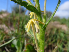 Lyperia lychnidea