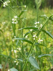 Vincetoxicum hirundinaria