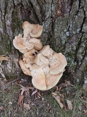 Bondarzewia berkeleyi