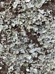 Lecanoromycetes