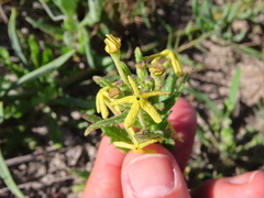 Lyperia lychnidea