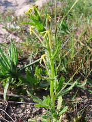 Lyperia lychnidea