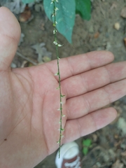 Persicaria virginiana