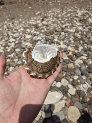 Megastraea undosa