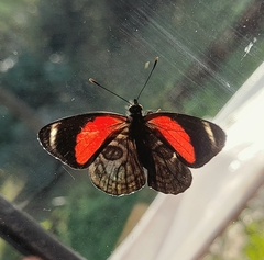 Catagramma pygas thamyras