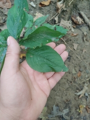 Persicaria virginiana