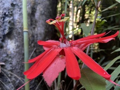 Coccinea