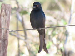 Dicrurus adsimilis apivorus