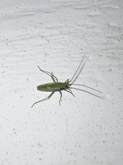 Trigonotylus caelestialium