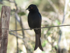 Dicrurus adsimilis apivorus