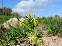 Lyperia lychnidea